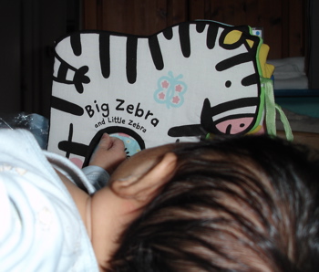 Big Zebra.jpg